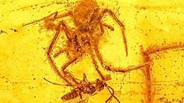 amber-captures-spider-wasp