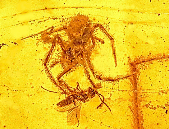 amber-spider-wasp-original
