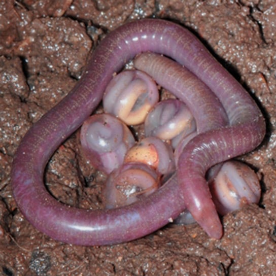 amphiban-caecilia-brood