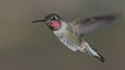 anna-hummingbird-flight