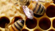 antibiotics might be another suspect in honey bee die-off
