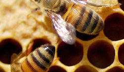 antibiotics might be another suspect in honey bee die-off