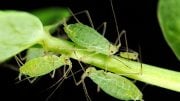 aphids-photosynthesis