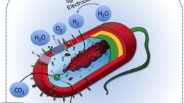 bacterium uses the hydrogen as an energy source to take in carbon dioxide and convert it to a biofuel