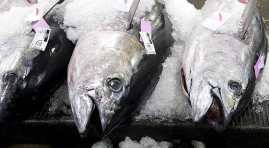 bigeye-tuna-overfishing