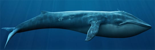 blue-whale-body