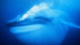 blue-whale-underwater