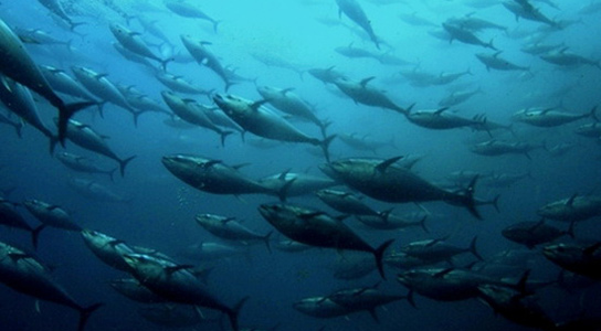 bluefin-tuna-japan