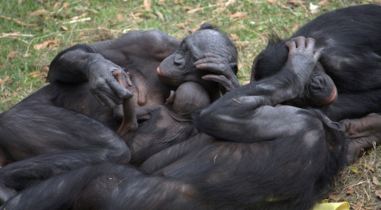 bonobo-apes-hugs