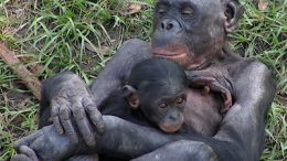 bonobo-hug-infant