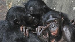 primates-monogamy