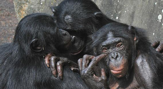 primates-monogamy