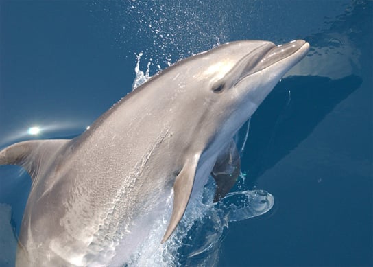 bottlenose-dolphin-water