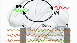 brain activity shows strong oscillations in a certain set of frequencies called the theta-band