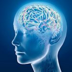 brain-biology-research