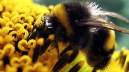 bumblebee-close-up-flower
