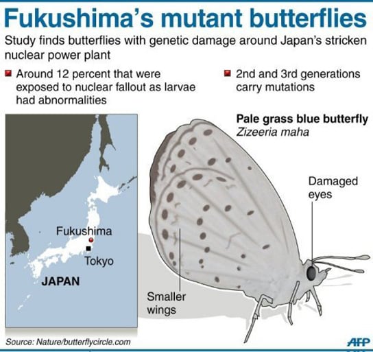 butterfly-infographic-mutated