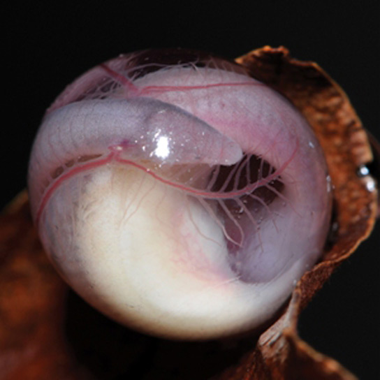 caecilia-egg