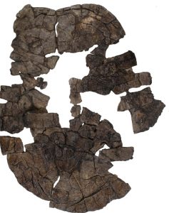 Carbonemys Was a Giant Turtle From Late Paleocene