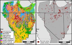 An Invasive Grass Species Spreads Wildfires Quicker