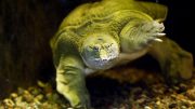chinese-soft-shelled-turtle