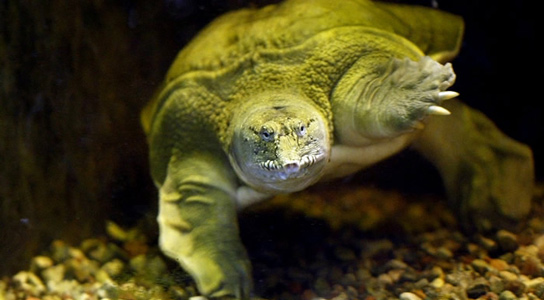 chinese-soft-shelled-turtle