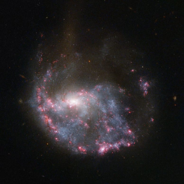 circle-of-bright-pink-nebulae-skirts-around-a-spiral-galaxy-NGC-922