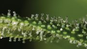 close-up-of-thc-resin-cannabis