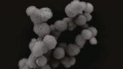 cluster of microsponges made of long strands of folded RNA