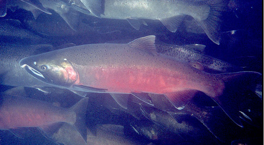 Threatened coho salmon have prompted environmental objections to dams on the Klamath River in Oregon. Credit: E. R. Keeley, USGS