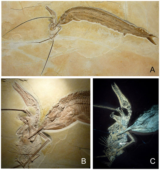 composite-pterosaur-ganoid