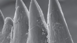 conodont-fossil-teeth