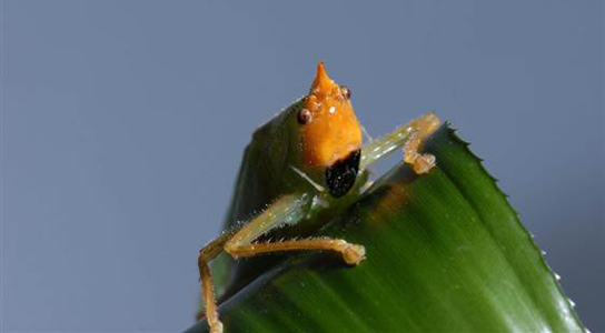 copiphora-gorgonensis-katydid-ear