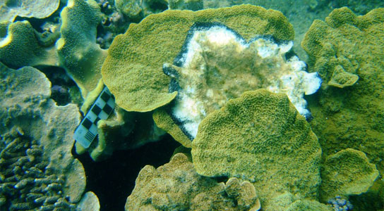 coral in the Great Barrier Reef is strongly affected by the Black Band Disease