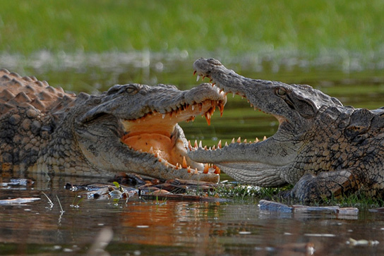 Despite their thick skins, alligators and crocodiles are
