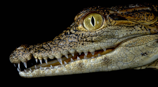 crocodylus-niloticus-lines-face