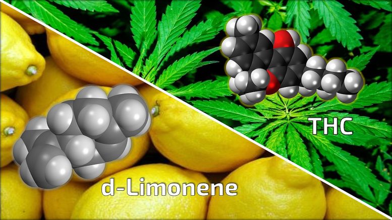 d-Limonene THC