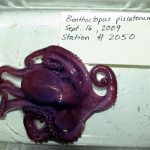 dead-octopus-garrett