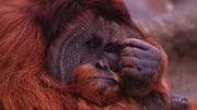 depressed-orangutan