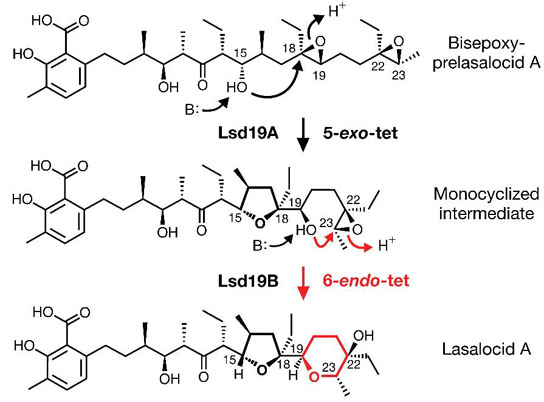 diagram illustrates the two-step process by which the protein Lsd19 catalyzes