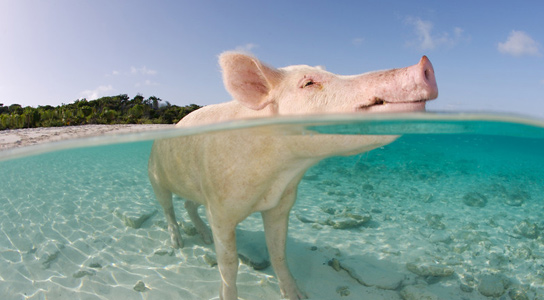 domestic-pig-water