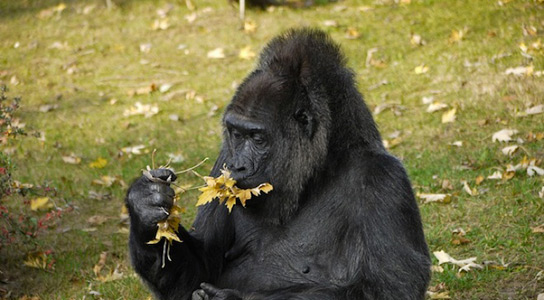 eating-gorilla