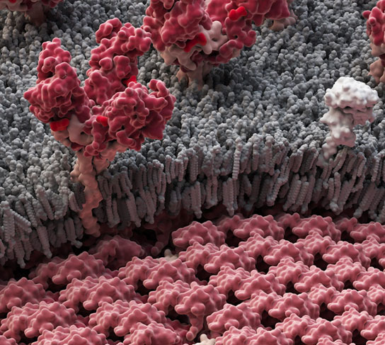 ebola-virus-close-up