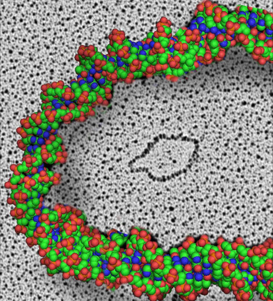 electron microscope photo of a microDNA circle
