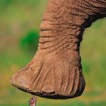 elephant-heaving-mouse