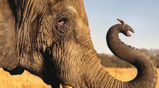 elephant-mouse-trunk