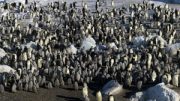 emperor penguin colony
