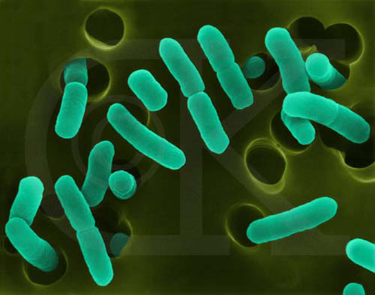 escherichia-coli-green