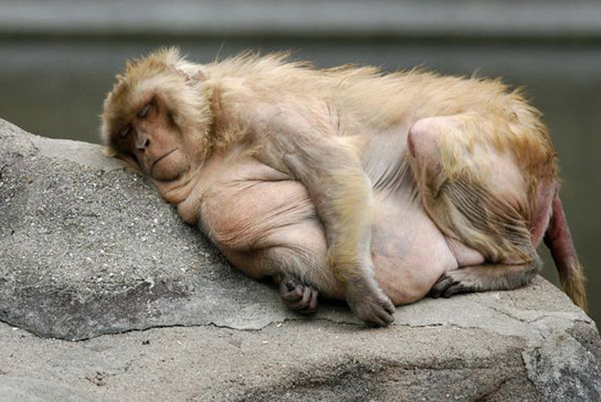 fat-rhesus-monkey-sleeping