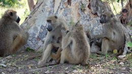 female-baboons-grooming